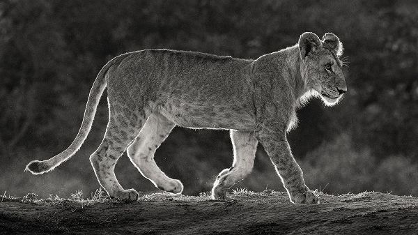 Africa-Kenya-Maasai Mara National Reserve Backlit close-up of young lion